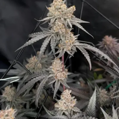 Mimosa | Preservation Line | FEM Photoperiod Seeds | 5 Pack