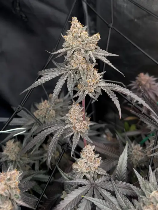 Mimosa | Preservation Line | FEM Photoperiod Seeds