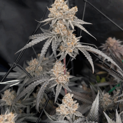 MIMOSA | AUTOFLOWER CANNABIS SEEDS FEMALE 5 PACK