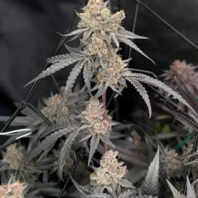 Mimosa Auto | Preservation Line | FEM Autoflower Seeds | 5 Pack