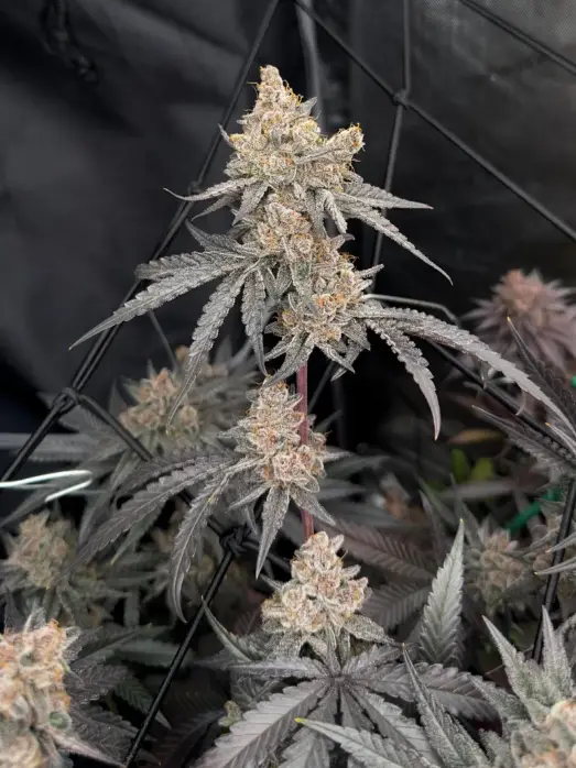 Mimosa Auto | Preservation Line | FEM Autoflower Seeds | 5 Pack