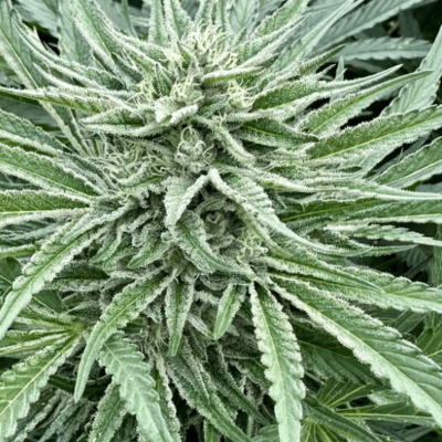 NIMBUS SNACKS (FAST FINISHING) | PHOTOPERIOD CANNABIS SEEDS FEMALE 5 PACK