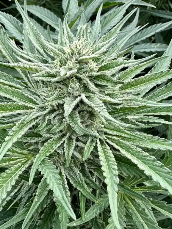 Nimbus Snacks | Preservation Line | FEM Fast Photoperiod Seeds | 5 Pack