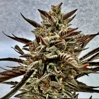 Orange Garlic Auto | Preservation Line | FEM Autoflower Seeds | 5 Pack