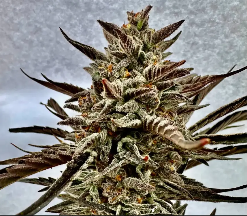 Orange Garlic Auto | Preservation Line | FEM Autoflower Seeds | 5 Pack