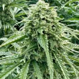 Orange Papaya