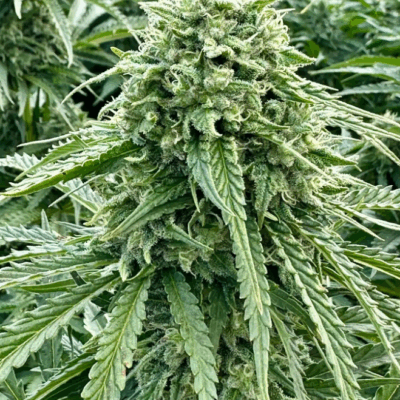 ORANGE PAPAYA | AUTOFLOWER CANNABIS SEEDS FEMALE 5 PACK