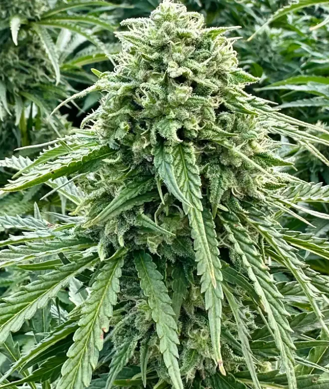 Orange Papaya Auto | Preservation Line | FEM Autoflower Seeds | 5 Pack