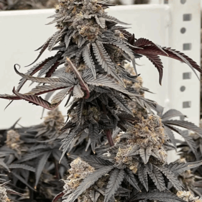 OREO BANANA CREAM | PHOTOPERIOD CANNABIS SEEDS FEMALE 5 PACK