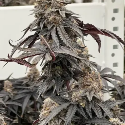 Oreo Banana Cream | Preservation Line | FEM Photoperiod Seeds | 5 Pack