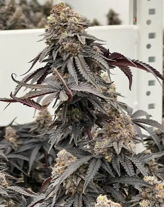Oreo Banana Cream | Preservation Line | FEM Photoperiod Seeds | 5 Pack