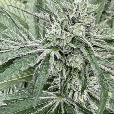 OREOZ BREATH | PHOTOPERIOD CANNABIS SEEDS FEMALE 5 PACK