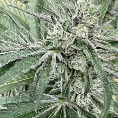 Oreoz Breath | Preservation Line | FEM Photoperiod Seeds | 5 Pack