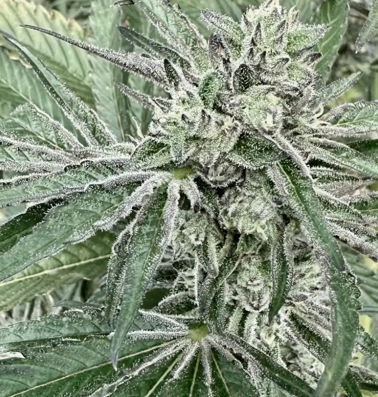 Oreoz Breath | Preservation Line | FEM Photoperiod Seeds | 5 Pack