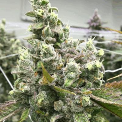OREOZ DREAM | PHOTOPERIOD CANNABIS SEEDS FEMALE 5 PACK