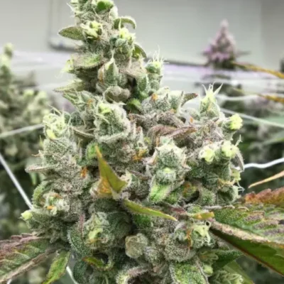 Oreoz Dream | Preservation Line | FEM Photoperiod Seeds | 5 Pack