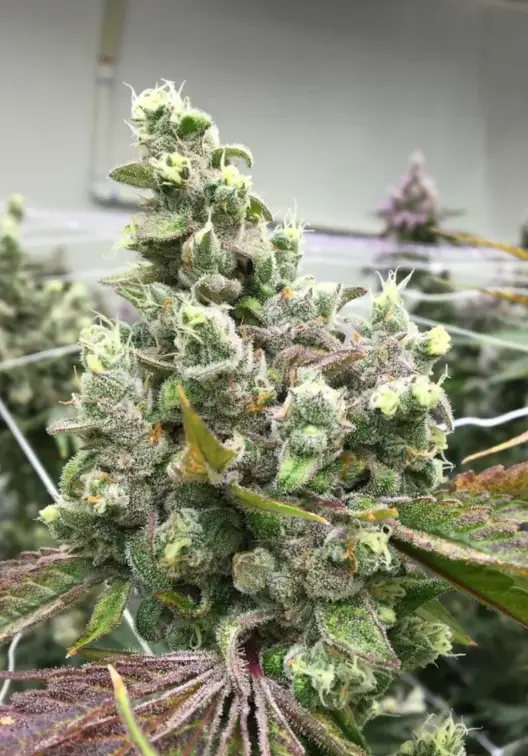 Oreoz Dream | Preservation Line | FEM Photoperiod Seeds | 5 Pack