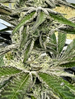 OREOZ ICE CREAM CAKE | PHOTOPERIOD CANNABIS SEEDS FEMALE 5 PACK
