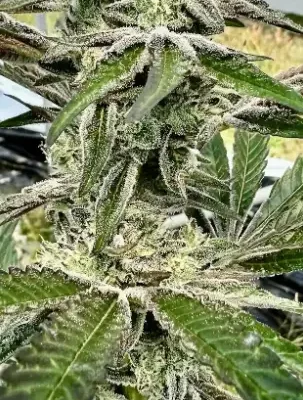 Oreoz Ice Cream Cake | Preservation Line | FEM Photoperiod Seeds | 5 Pack