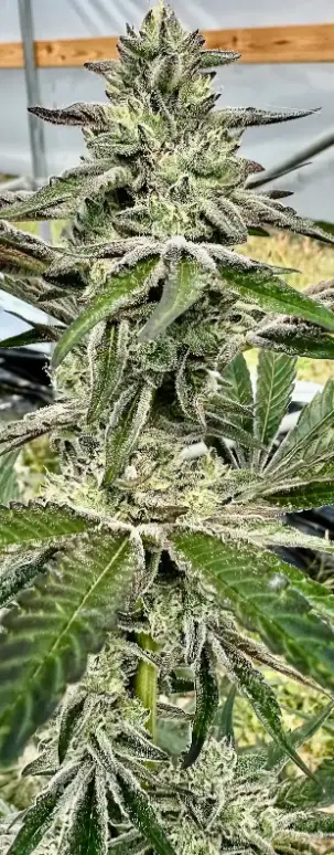 Oreoz Ice Cream Cake | Preservation Line | FEM Photoperiod Seeds | 5 Pack