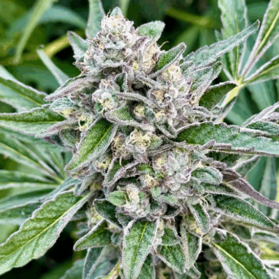 PAPAYA BANANA BOMB | PHOTOPERIOD CANNABIS SEEDS FEMALE 5 PACK