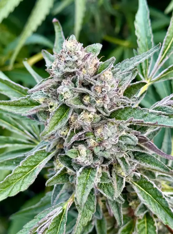 Papaya Banana Bomb | Preservation Line | FEM Photoperiod Seeds | 5 Pack