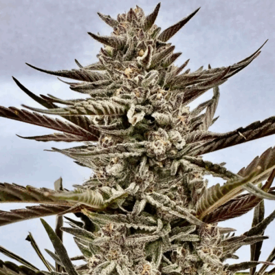 PAPAYA BREATH | AUTOFLOWER CANNABIS SEEDS FEMALE 5 PACK