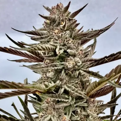 Papaya Breath Auto | Preservation Line | FEM Autoflower Seeds | 5 Pack
