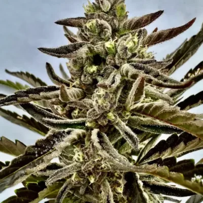 Papaya GMO Auto | Preservation Line | FEM Autoflower Seeds | 5 Pack