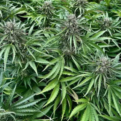 Peach Punch | Preservation Line | FEM Photoperiod Seeds | 5 Pack