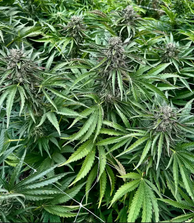 Peach Punch | Preservation Line | FEM Photoperiod Seeds | 5 Pack