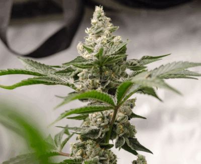 PEANUT BUTTER CRSHERS | PHOTOPERIOD CANNABIS SEEDS FEMALE 5 PACK