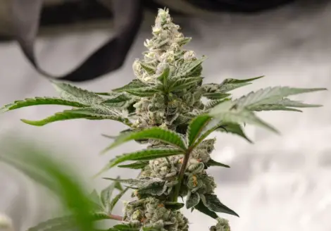 Peanut Butter Crashers | Preservation Line | FEM Photoperiod Seeds | 5 Pack