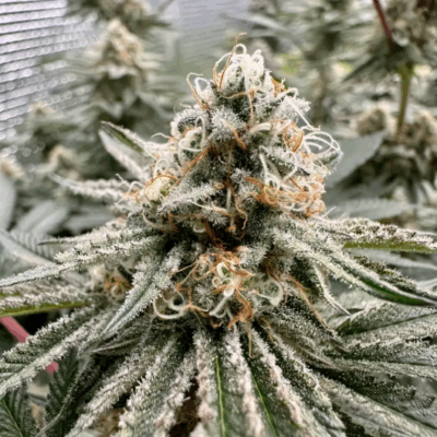 PEANUT BUTTER SOUFLEE S1 | PHOTOPERIOD CANNABIS SEEDS FEMALE 5 PACK