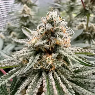 Peanut Butter Souffle S1 | Preservation Line | FEM Photoperiod Seeds | 5 Pack