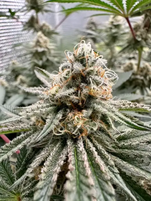 Peanut Butter Souffle S1 | Preservation Line | FEM Photoperiod Seeds | 5 Pack