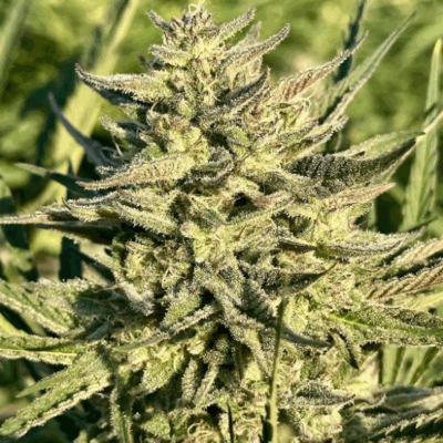 PERMANENT MARKER | PHOTOPERIOD CANNABIS SEEDS FEMALE 5 PACK