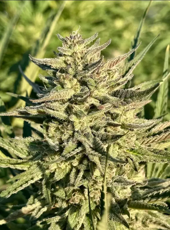 Permanent Marker | Preservation Line | FEM Photoperiod Seeds | 5 Pack