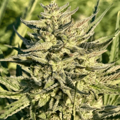 PERMANENT MARKER | AUTOFLOWER CANNABIS SEEDS FEMALE 5 PACK