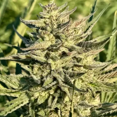 Permanent Marker Auto | Preservation Line | FEM Autoflower Seeds | 5 Pack