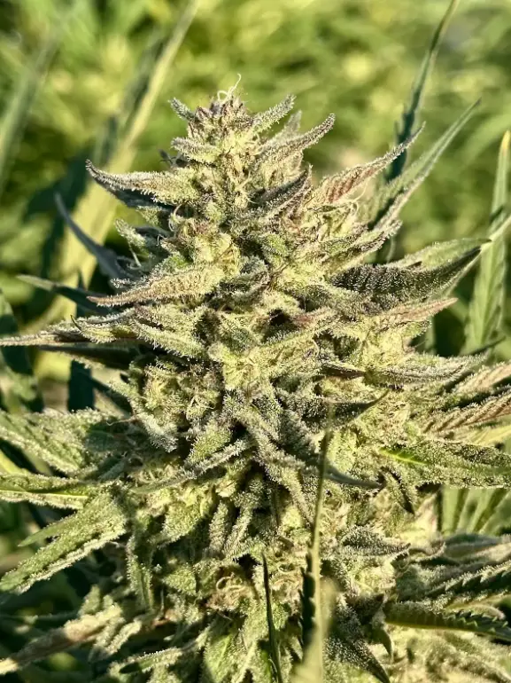 Permanent Marker Auto | Preservation Line | FEM Autoflower Seeds | 5 Pack