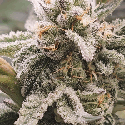 PLATINUM OG S1 | PHOTOPERIOD CANNABIS SEEDS FEMALE 5 PACK