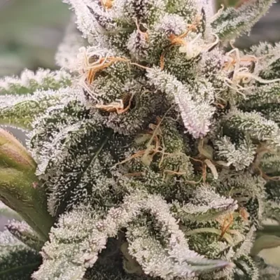 Platinum OG S1 | Preservation Line | FEM Photoperiod Seeds | 5 Pack