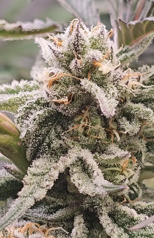 Platinum OG S1 | Preservation Line | FEM Photoperiod Seeds | 5 Pack