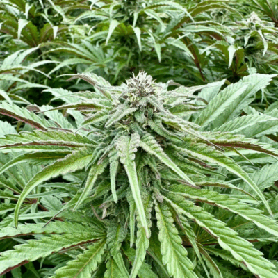 PURPLE BANANA PUNCH | PHOTOPERIOD CANNABIS SEEDS FEMALE 5 PACK
