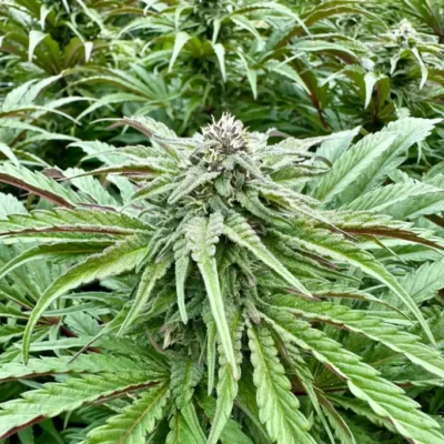 Purple Banana Punch | Preservation Line | FEM Photoperiod Seeds | 5 Pack
