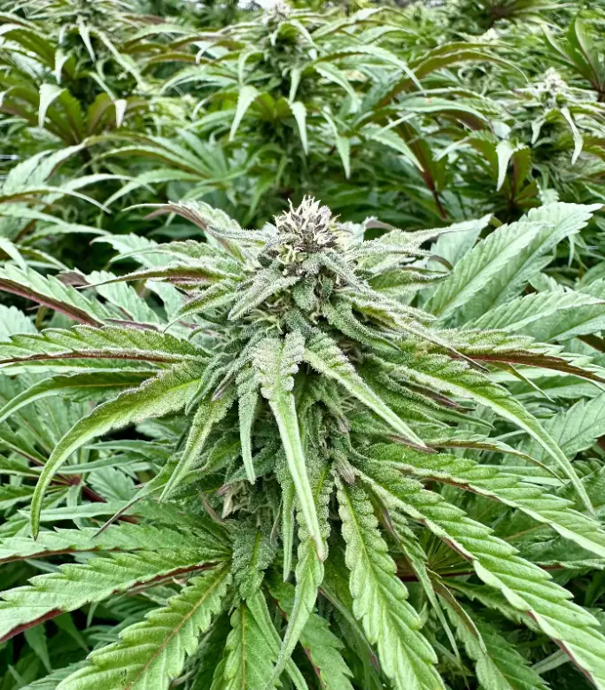 Purple Banana Punch | Preservation Line | FEM Photoperiod Seeds | 5 Pack