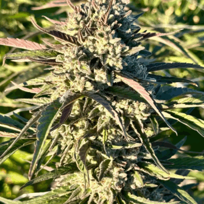 PURPLE BAZOOKA | PHOTOPERIOD CANNABIS SEEDS FEMALE 5 PACK