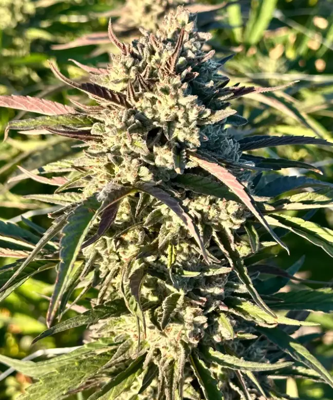 Purple Bazooka | Preservation Line | FEM Photoperiod Seeds | 5 Pack