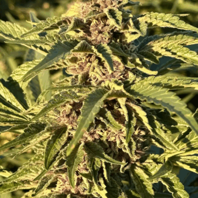 PURPLE CHERRY SUNSET | PHOTOPERIOD CANNABIS SEEDS FEMALE 5 PACK